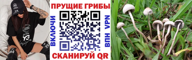 Псилоцибиновые грибы прущие грибы  даркнет сайт  Среднеколымск 